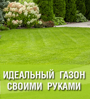 Идеальный газон своими руками. Создаем и ухаживаем