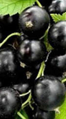 Саженец смородины черной Добрыня, ОКС (П)