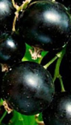 Саженец смородины черной Память Вавилова, ОКС (К)