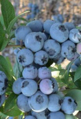 Саженец голубики Блюкроп в конт. С2 (НС)