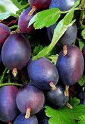 Саженец крыжовника Грушенька, ОКС, 2 года (П)