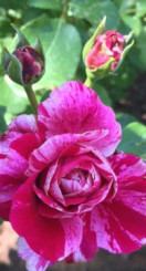 Розы саженцы плетистая Ines sastre