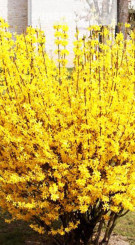 Саженец форзиции промежуточная 