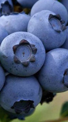 Саженец голубики Спартан в конт. С5, 4 года (С)