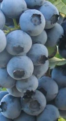 Саженец голубики Дюк в конт. С3, 3 года (С)