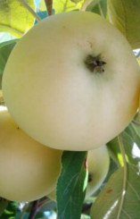 Саженец яблони Папировка (Белый налив), ОКС (Б)