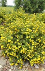 Саженец лапчатки кустарниковой GOLDFINGER (Голдфингер) в конт. Р9 (ЗГ)