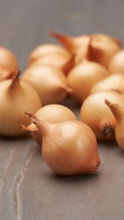 Лук-севок Штуттгартер ризен (10-21мм)