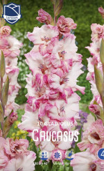 Гладиолус Caucasus (Lefeber)