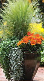 Рассада Ковыль тончайший в конт. Р9 (ЗГ)