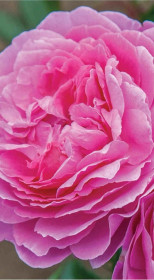 Розы саженцы флорибунда Orchid Romantica