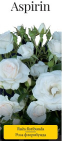 Розы саженцы флорибунда Aspirin