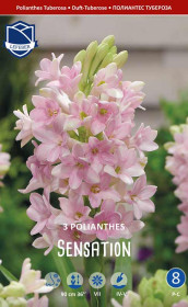 Полиантес tuberosa Sensation (Lefeber)