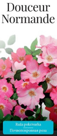 Розы саженцы почвопокровная Douceur Normande