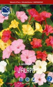 Мирабилис jalapa (Lefeber)