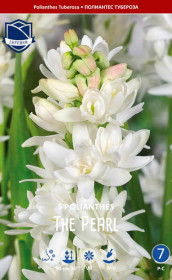 Полиантес tuberosa The Pearl (Lefeber)